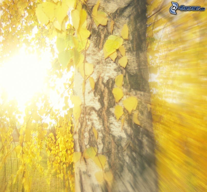 žltý jesenný les, breza, žlté lístie, slnečné lúče