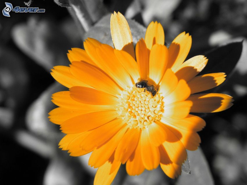 žltý kvet, včela na kvete