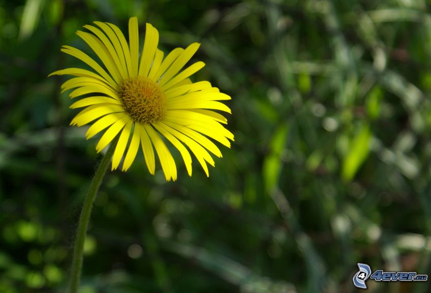 žltý kvet