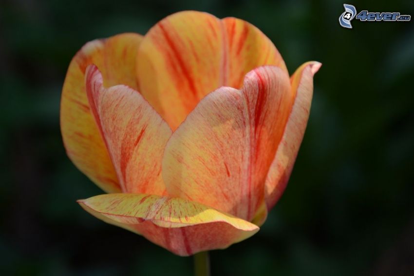 žltý tulipán