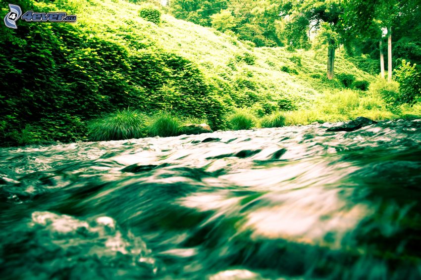 rieka, zeleň