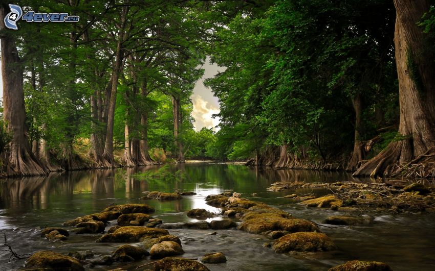 rieka, zelené stromy, riečne kamene