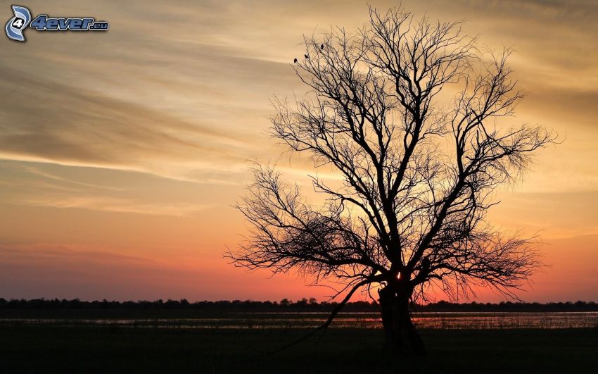 silueta stromu, košatý strom, večerná obloha