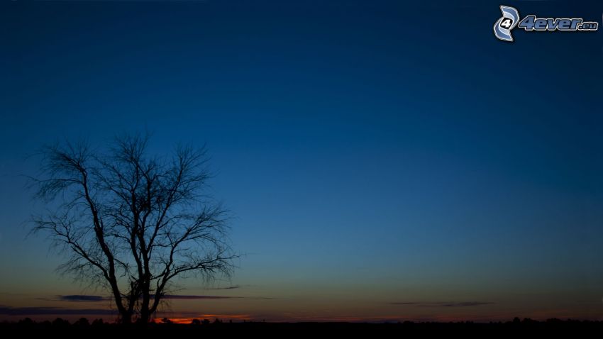 silueta stromu, večerná obloha