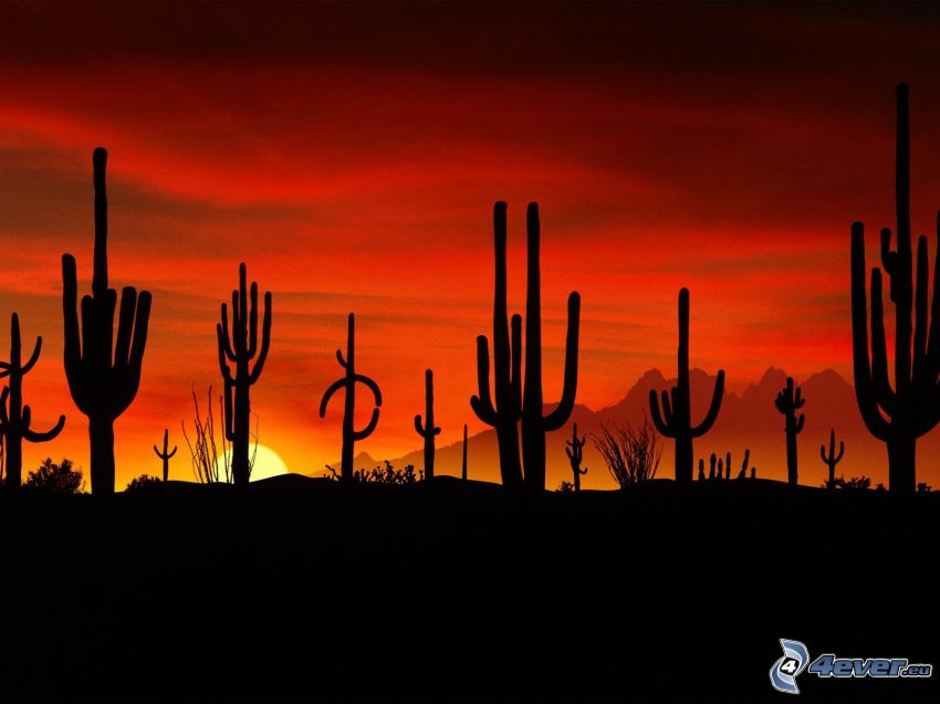 siluety kaktusov, západ slnka