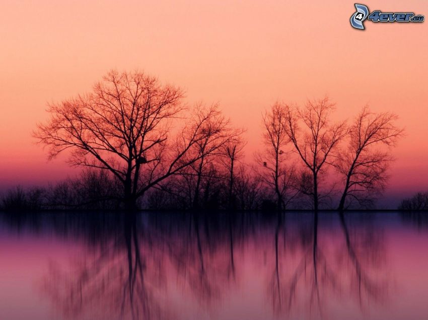 siluety stromov, fialová obloha, jazero