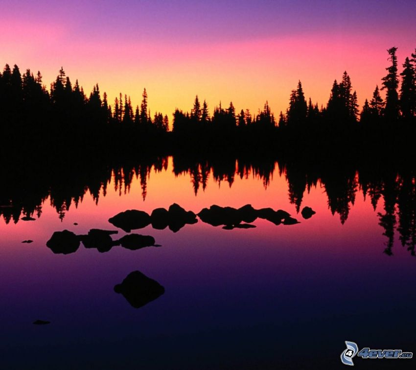 siluety stromov, jazero, fialová obloha