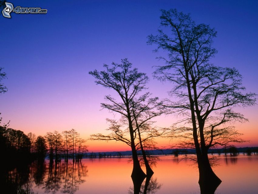 siluety stromov, jazero, večerná obloha