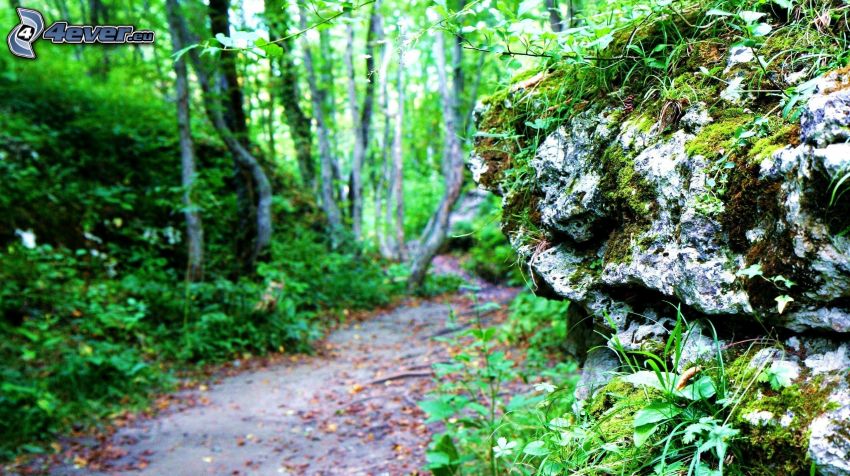 skala, zeleň, lesný chodník