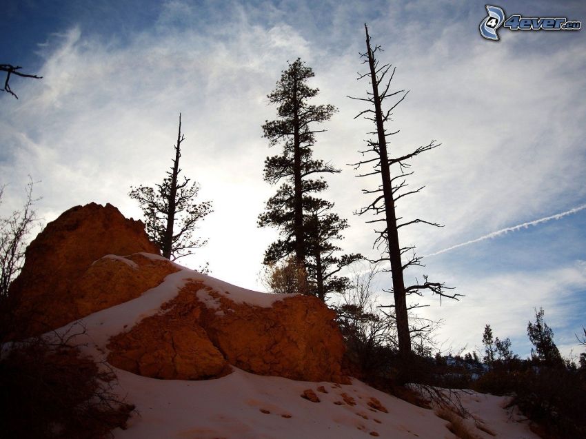 skaly, sneh, vyschnutý strom
