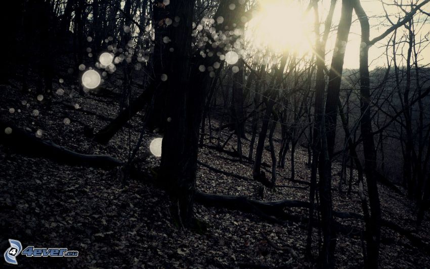 slnečné lúče v lese