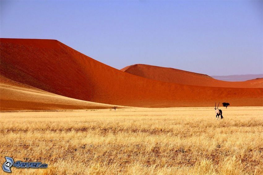 Sossusvlei, piesočná duna, oryx