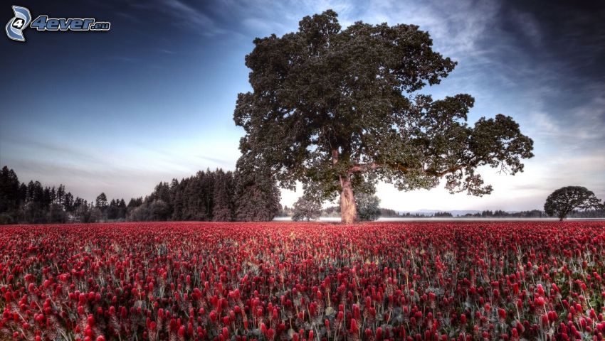 strom na lúke, lúka, červené kvety, obloha, HDR