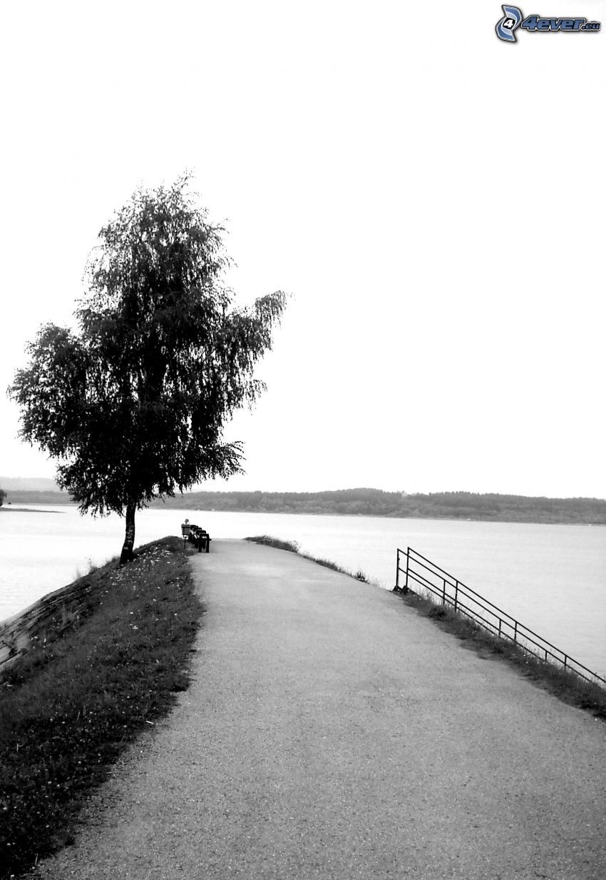 strom nad jazerom, cesta, hrádza, lavičky