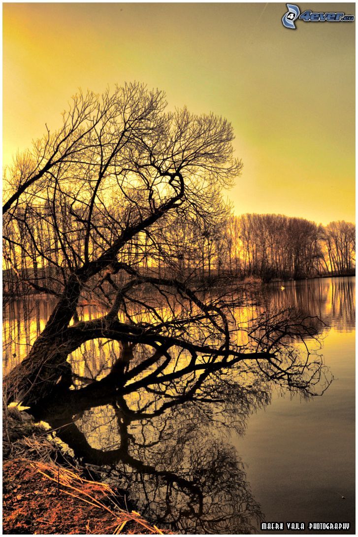 strom nad jazerom, západ slnka, večerné zore, pokojná vodná hladina
