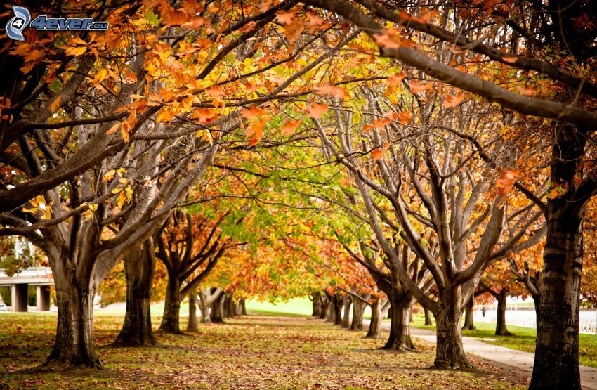stromová alej, jesenné lístie