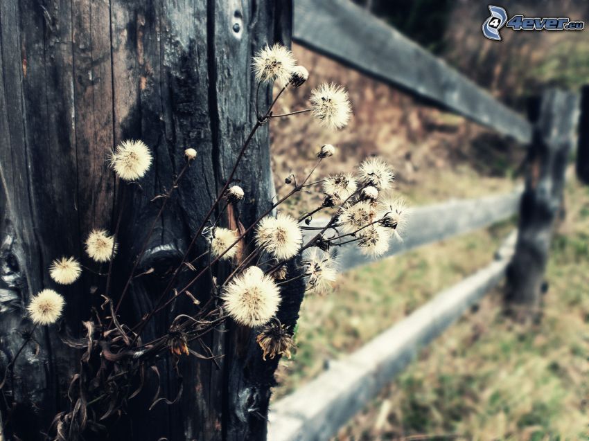 suché kvety, drevený plot