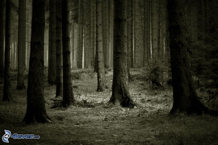 tmavý les, ihličnatý les, sépia