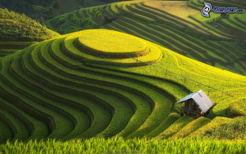 vietnamské ryžové polia, chatka
