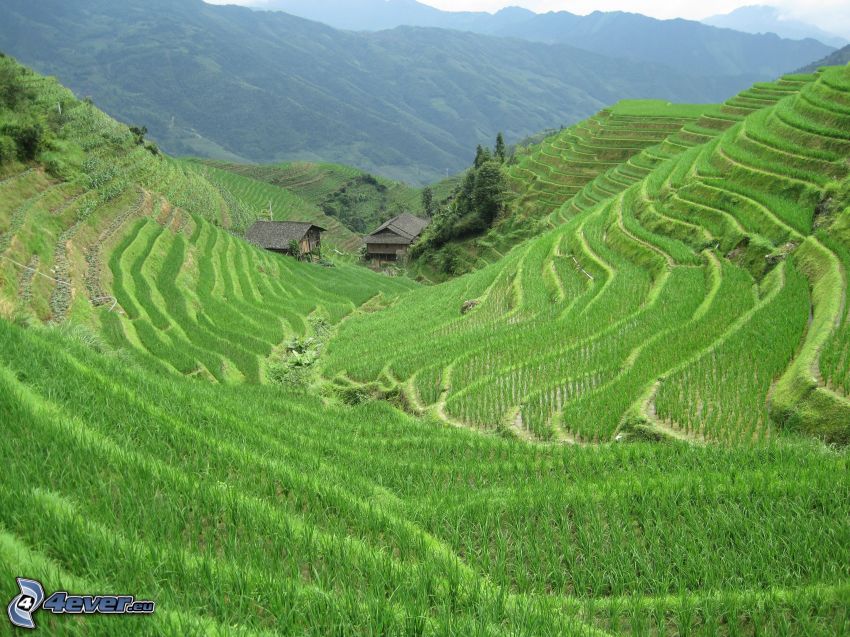 vietnamské ryžové polia, chatky