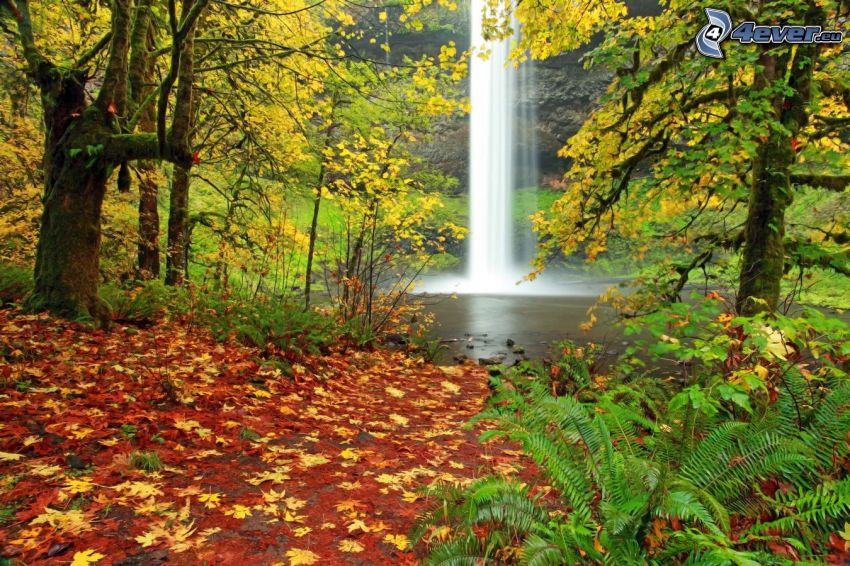 vodopád, jazierko v lese, jesenné stromy, opadané listy