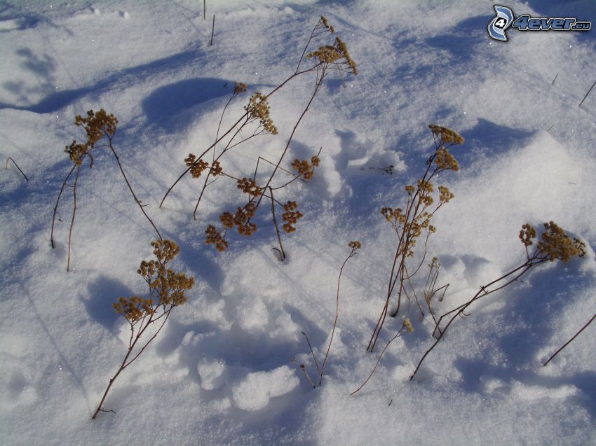 vyschnuté rastliny, sneh