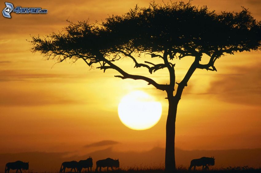 západ slnka na savane, silueta stromu, siluety zvierat, býky, oranžová obloha