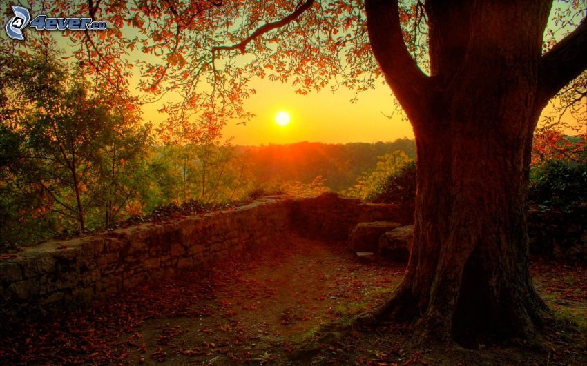 západ slnka nad lesom, strom, kamenný múr