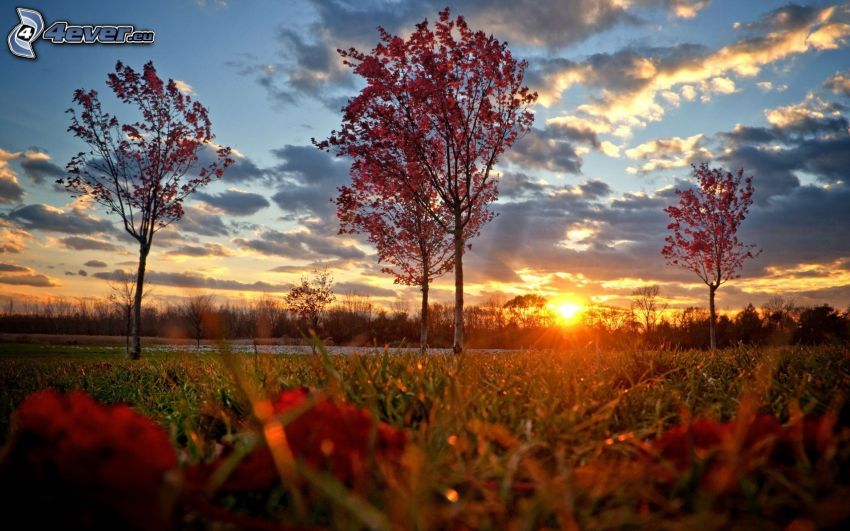 západ slnka nad lúkou, jesenné stromy, tráva, oblaky