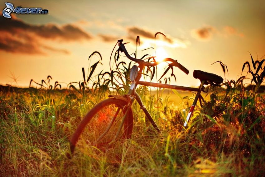 západ slnka nad poľom, bicykel, vysoká tráva