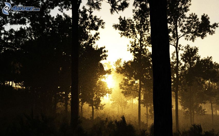 západ slnka v lese, siluety stromov