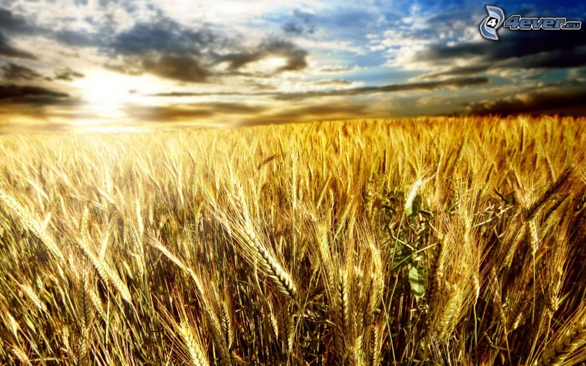 západ slnka za poľom, pšeničné pole, obilné pole