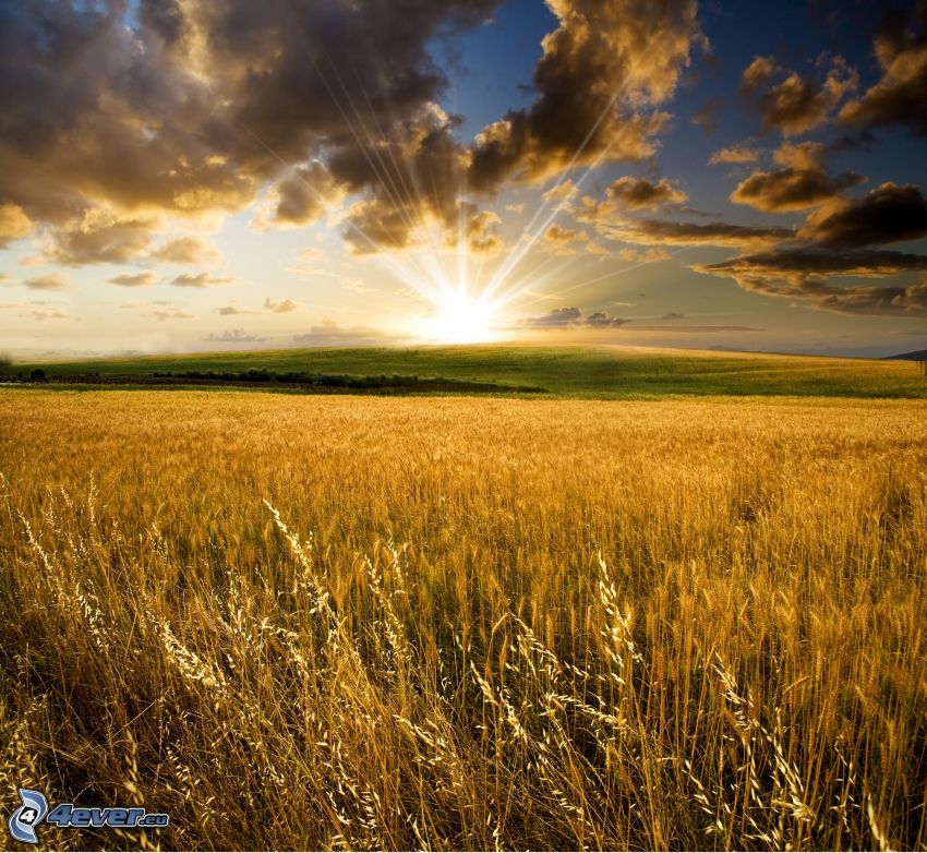 západ slnka za poľom, slnečné lúče, dozreté pšeničné pole, tmavé oblaky