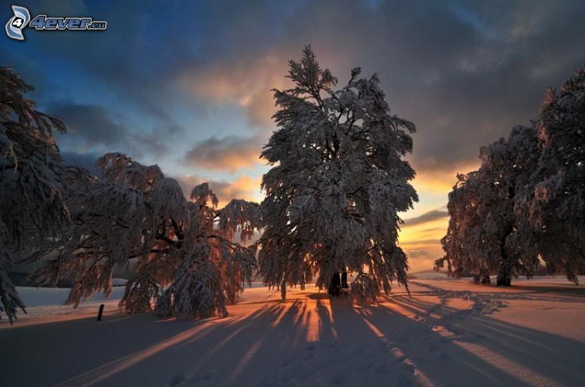 západ slnka za stromom, zima, sneh