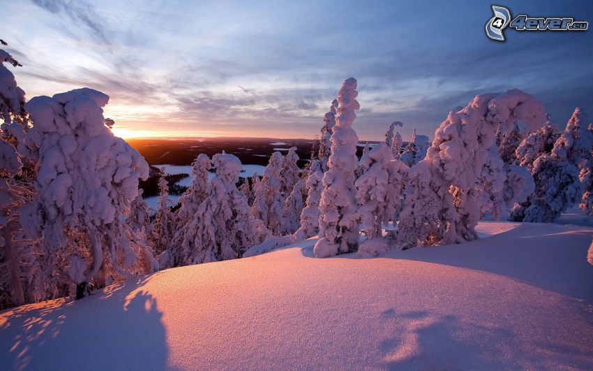 zasnežené stromy, sneh, zimný západ slnka