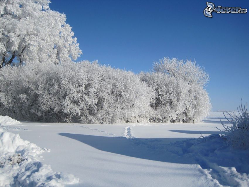 zasnežené stromy, stopy v snehu