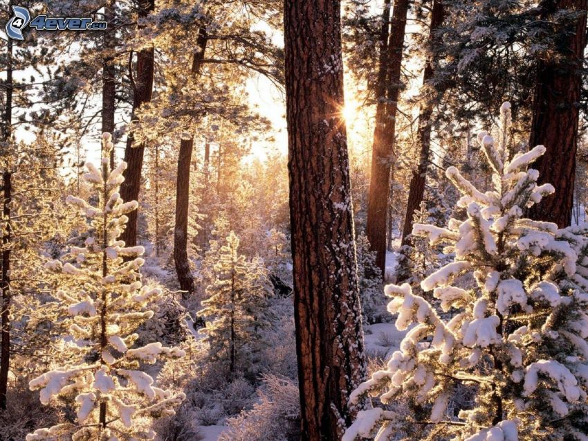 zasnežený ihličnatý les, slnko