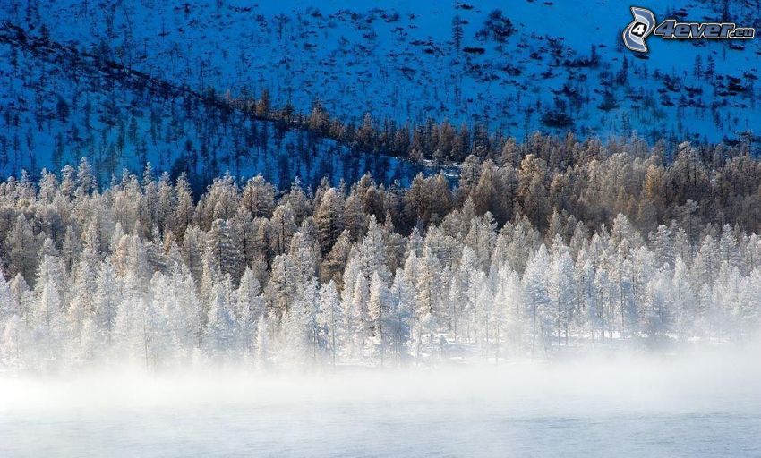 zasnežený ihličnatý les, zamrznuté jazero