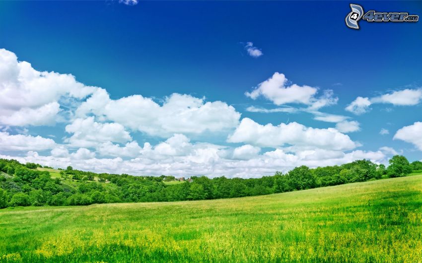 zelená lúka, zelený les, obloha, oblaky