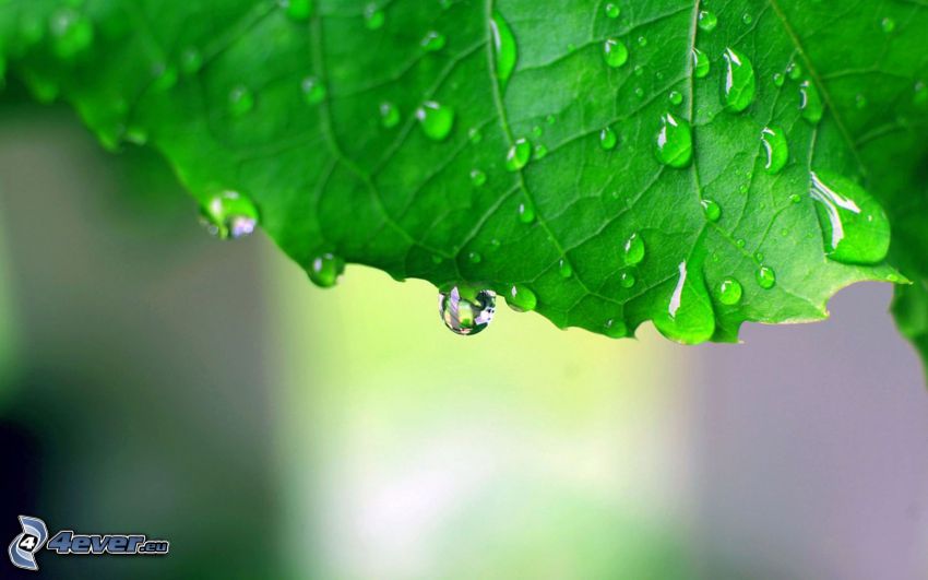 zelený list, kvapky vody
