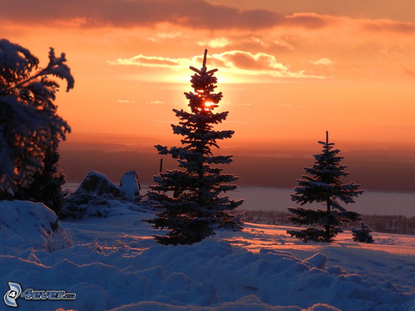 zimný západ slnka, zasnežené stromy, západ slnka za stromom, sneh