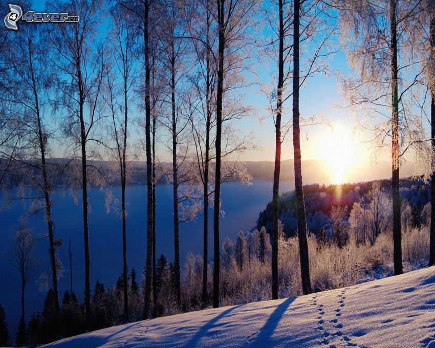 zimný západ slnka, zasnežený les, stopy v snehu