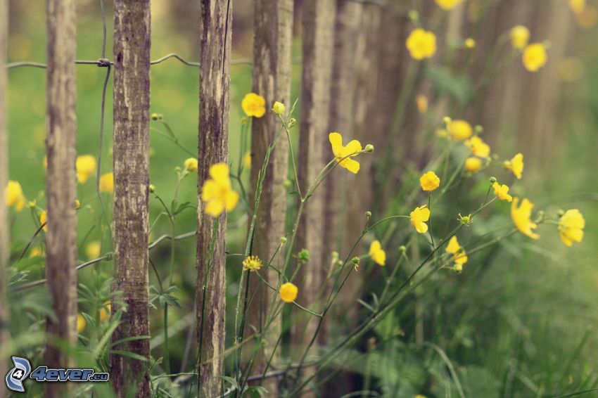 žlté kvety, drevený plot