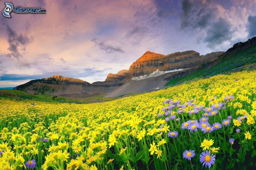 žlté kvety, fialové kvety, skalnatý kopec