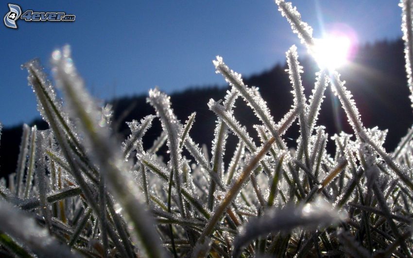 zmrznutá tráva, slnko