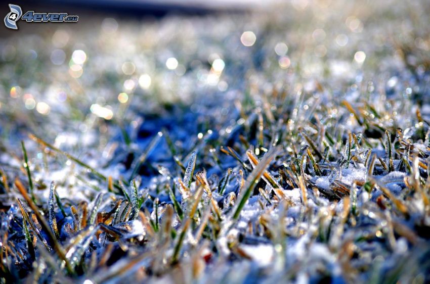 zmrznutá tráva