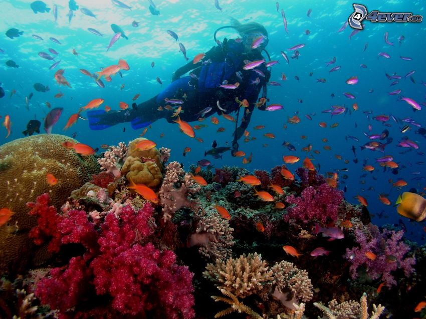 potápač, koraly, húf rýb