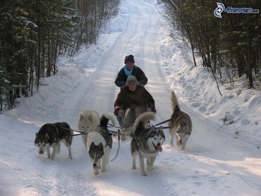psie záprahy, lesná cesta, sneh