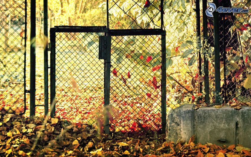 brána, drôtený plot, jesenné lístie