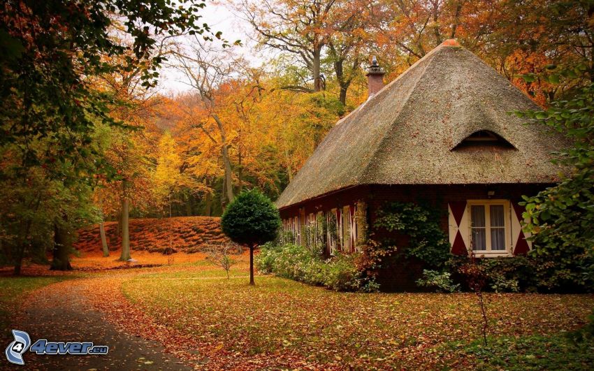 chatka, jesenné stromy